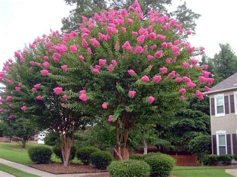 ALLERGENA Texas Trees™: Crape Myrtle Beautifully Flowering Trees