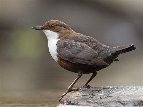 Dipper Bird Facts (Cinclus cinclus) | Birdfact