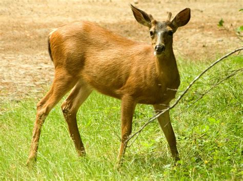 Mule deer | Behavior, Habitat & Diet | Britannica