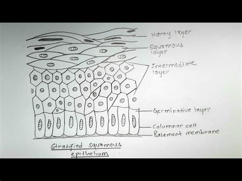 Stratified Squamous Epithelium Labeled