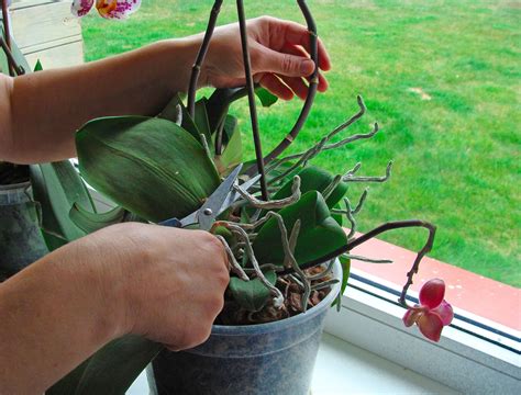 How to Prune Orchids