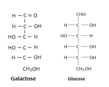 Carbohydrates - Classification & Examples of Carbohydrates