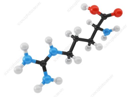 Arginine amino acid molecule - Stock Image - C035/9342 - Science Photo ...