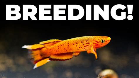 Breeding Update! Japanese Rice Fish and Killifish! - YouTube