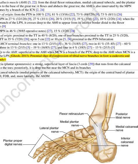 3 Anatomy of the branches of the posterior tibial nerve. Note the ...