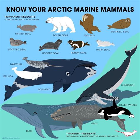 Arctic Ocean Animals Facts