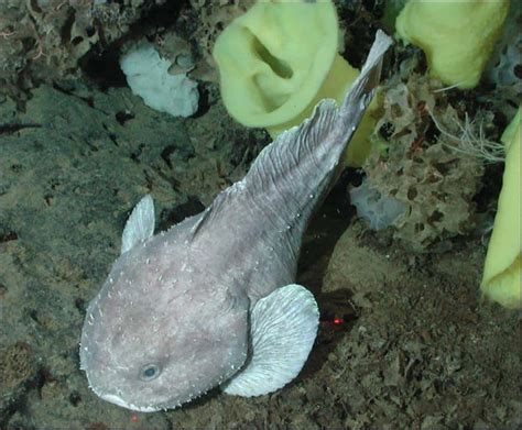 Blobfish – Strange Sea Dwellers