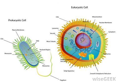 differences between eukaryotes and prokaryotes