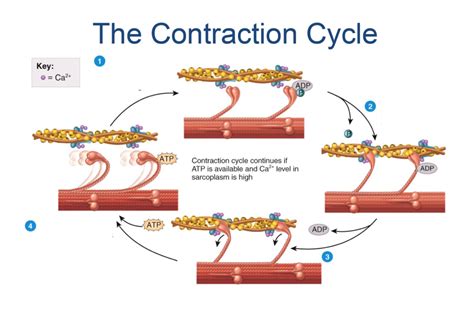 muscle contraction Diagram | Quizlet