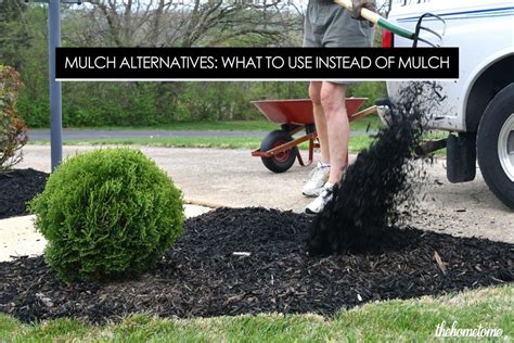 Mulch Alternatives: What to Use Instead Of Mulch (2022) | The Home Tome