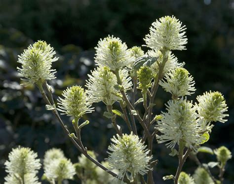 Mount Airy Fothergilla - Monrovia - Mount Airy Fothergilla