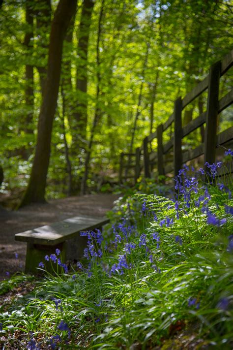 Flowers In Forest Free Stock Photo - Public Domain Pictures