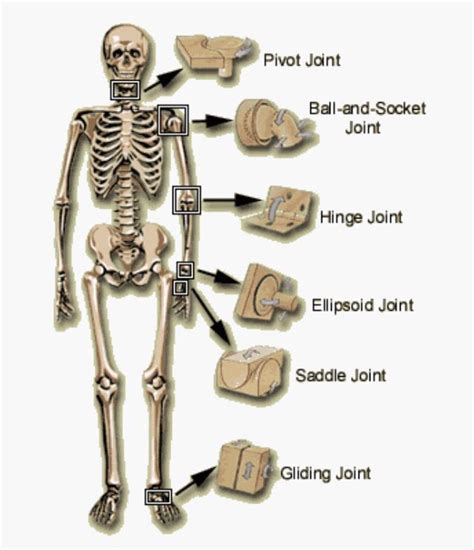 98 Best of What Are Pivot Joints Give An Example - insectza