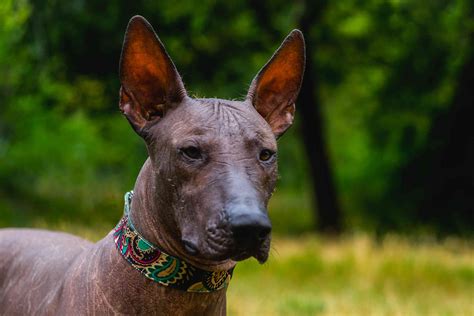 10 Best Hairless Dog Breeds (2022)