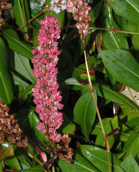 Polygonum affine (Polygonaceae) image 9030 at