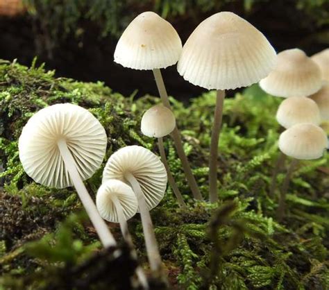 Mycena arcangeliana, Angel's Bonnet mushroom