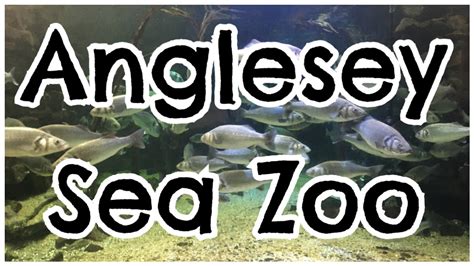 Anglesey Sea Zoo - Brynsiencyn - Becster.com