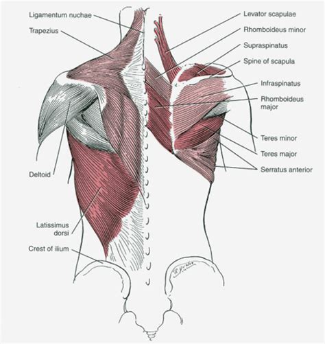 Chest Anatomy - wikiRadiography