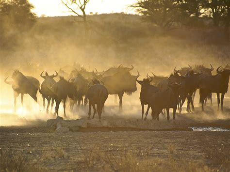 Kgalagadi Transfrontier Park | Mustseespots.com