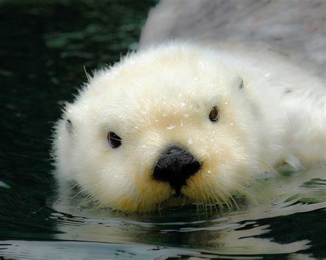 White Otter Photograph by Steve McKinzie