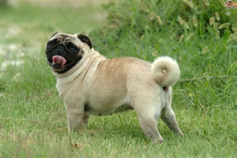 12 Fun Facts About Princely Pugs