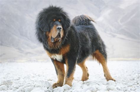 Tibetan Mastiff vs Native American Indian Dog - Breed Comparison