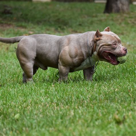 Pin by Venomline Pocket Bully Kennels on Louis V Line's VENOM | Pocket ...