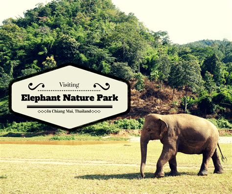 Visiting Elephant Nature Park In Chiang Mai, Thailand | Buddy The ...