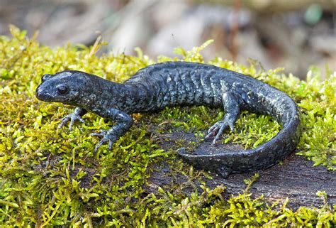 Blue-spotted Salamander (Ambystoma laterale) | Allen County,… | Flickr