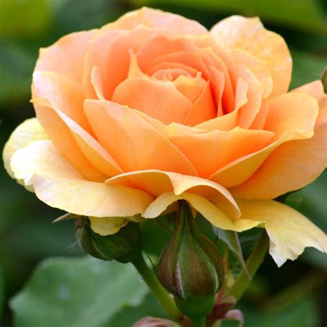 Pretty Peach Rose Photograph by P S