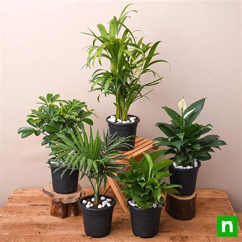 Buy Top 5 Indoor Garden Plants to Remove Air Toxins online from ...