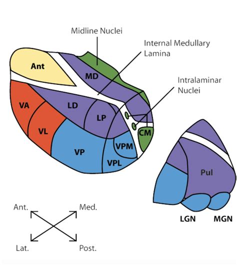 THALAMIC NUCLEI Diagram | Quizlet