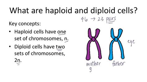 30 HD How To Find Diploid And Haploid Number - insectza