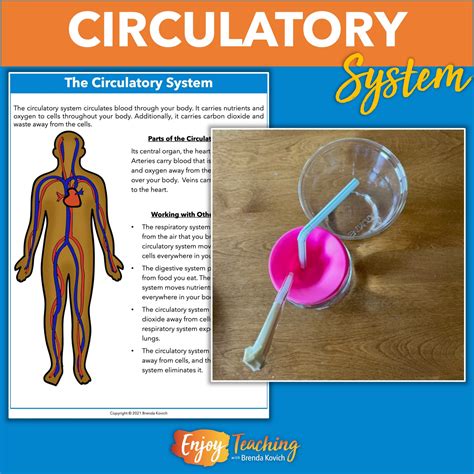 How to Build a Circulatory System Model with Kids