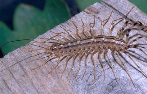 Why you should never squash house centipedes