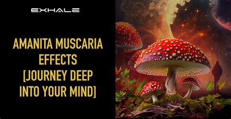 Amanita Muscaria Effects [Learn About Amanita Trip] - Exhale Wellness