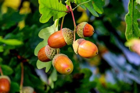 Can You Eat Acorns and Are They Nutritious? - Nutrition Advance