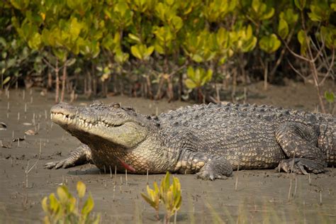 Jeevoka - Differences Between Crocodiles and Gharials