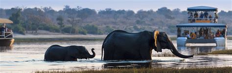 Best Zambia Safari Tours 2019-2020