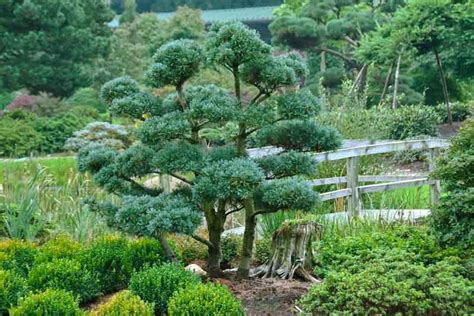 Pinus parviflora 'Glauca' (Japanese White Pine)