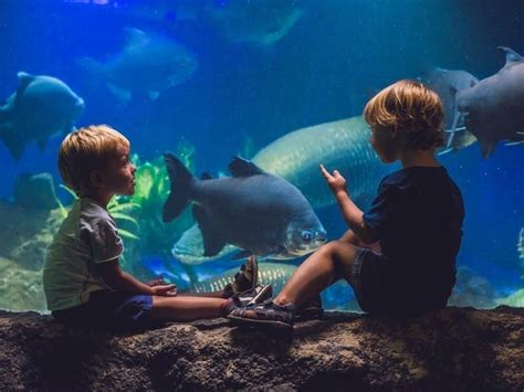 Roundhouse Aquarium Announces Phased Reopening Starting July 1 ...