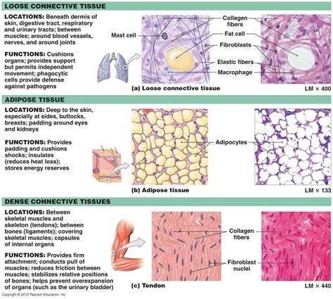 Connective Tissues - Google Search | Loose connective tissue, Tissue ...