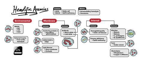 Classification Of Anemia Chart