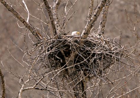 PhotosCanada.com Gallery :: Bald Eagles Nesting Photos, British ...