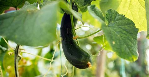 33 of the Best Cucumber Varieties to Grow at Home