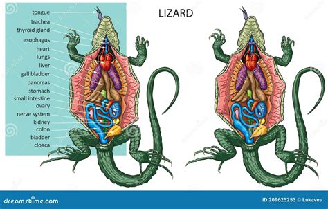 Lizard anatomy stock vector. Illustration of parts, carnivore - 209625253