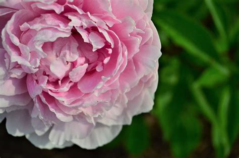 Peony Floral Art Pink Peony Photography Pastel Peony Photo - Etsy