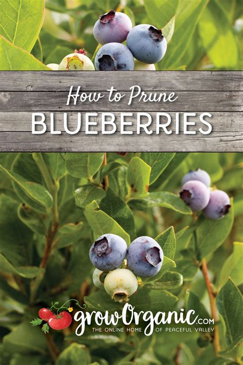 How to Prune Blueberries | Pruning blueberry bushes, Growing ...