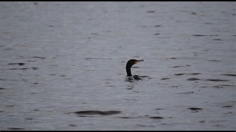 Cormorant Diving at Rye Harbour - YouTube