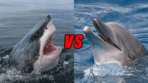 Shark Vs Dolphin, Can A Dolphin Kill A Shark? - Animals Comparison